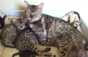 schöne17 Wochen Bengal Kitten für die Annahme