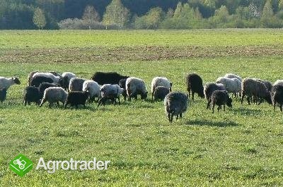 Owce wrzosówki z gospodarstwa ekologicznego