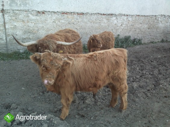 Highland Cattle szkockie jałówki byki cielaki - zdjęcie 1