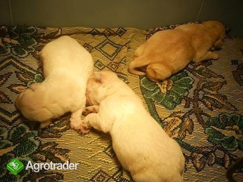 Szczeniaczki Labrador-śliczne biszkopciki - zdjęcie 1