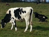 Krowy i jałówki wysokocielne HF i mieszańce