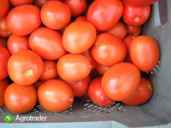 Pomidor gruntowy lima lub okrągły