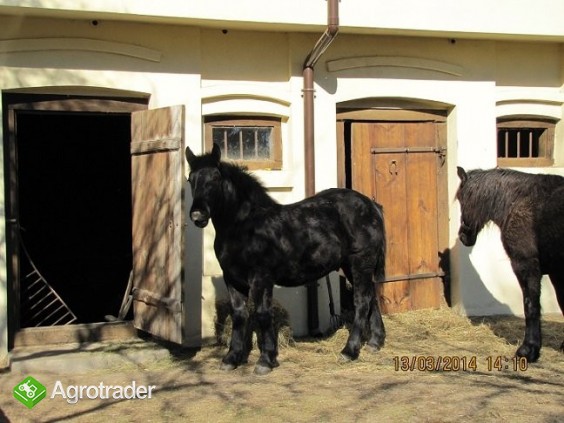 źrebak,koń zimnokrwisty,kary, 9-miesięcy - zdjęcie 1
