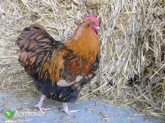 Orpington orpingtony kurczaki jajka jaja drób kura  - zdjęcie 1