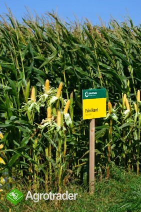 Materiał siewny kukurydzy- Fabrikant