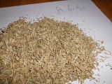 Nasiona kopru włoskiego  6,50 zł /kg