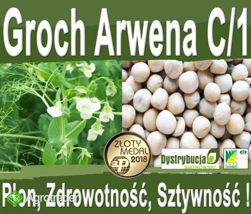 Kwalifikowane nasiona siewne grochu siewnego odm. ARWENA C/1