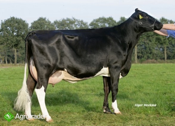 Krowy  pierwiastki i jałówki HF holenderskie - zdjęcie 1