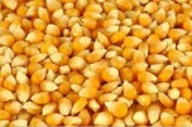 Kupimy kukurydzę suchą 1000 ton