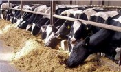  Ukraina. Krowy pierwiastki od 700 zl/szt. Mleko 4% cena 0,40 zl/litr