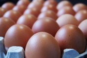 PILNIE sprzedam małe świeże jaja z wolnego wybiegu (1PL). 