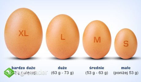 Kupie Jajka klatkowe M oraz L