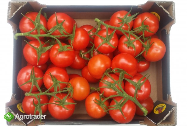 Sprzedamy pomidory czerwone na gałązce