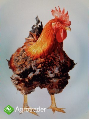Kurczak brojler czerwono brązowy ekologia agroturystyka 