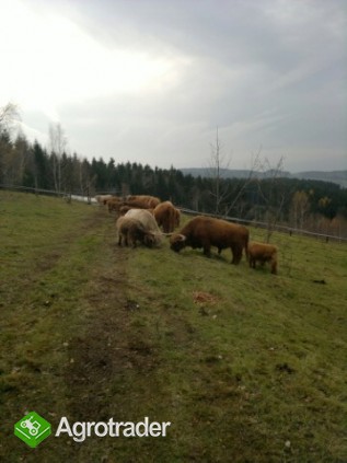 Jałówki i byki rasy Highland Cattle - Bydło Szkockie - zdjęcie 3