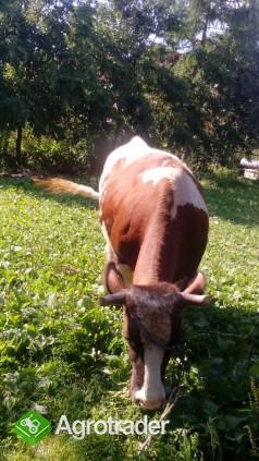 Młoda krowa - zdjęcie 2