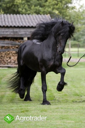 Czarna piękna fryzyjska klacz, koń na sprzedaż - zdjęcie 1
