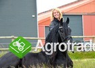 Piękny czarny żeński fryzyjczyka koń na sprzedaży - zdjęcie 1
