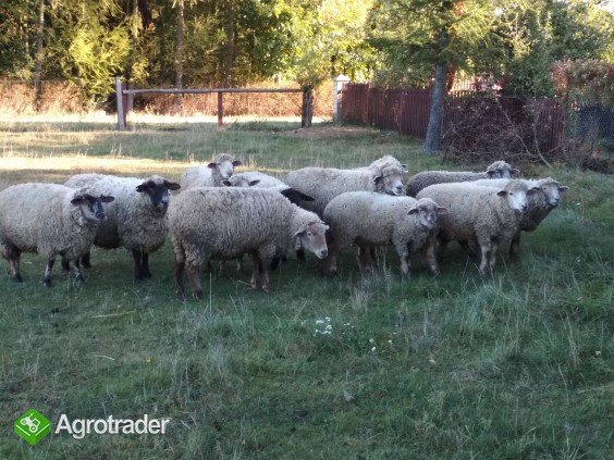 Jagnięta, owce, urodzone w styczniu i lutym. 