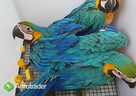Available Fertile Parrots Eggs And Parrots  - zdjęcie 2