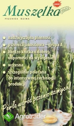 Kwalifikowane nasiona pszenicy ozimej Muszelka ! - zdjęcie 1
