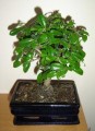 Drzewko bonsai! okazja!!!