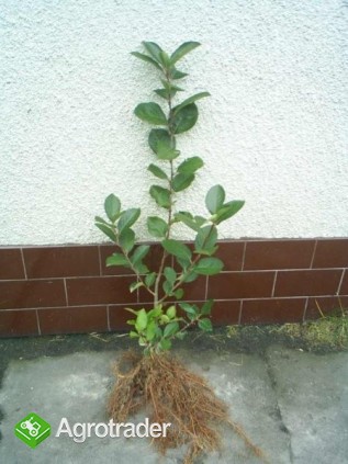 sadzonki aronii aronia wegetatywne - zdjęcie 1