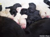 Labrador Retriever szczeniaki z rodowodem