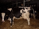 krowy, jałówki  HF - STADO na Sprzedaż