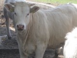 jałówki i krowy rasy mięsnej CHAROLAIS.