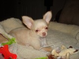 schöne und gesunde Chihuahua Welpen für die beste