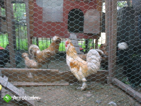 Jaja lęgowe, koguty, kury, chabo, silki, pawłowskie, czubatki, seramy - zdjęcie 4