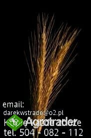 kupię każde zboże