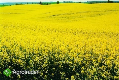 Rzepak Ozimy-materiał kwalifikowany - zdjęcie 1