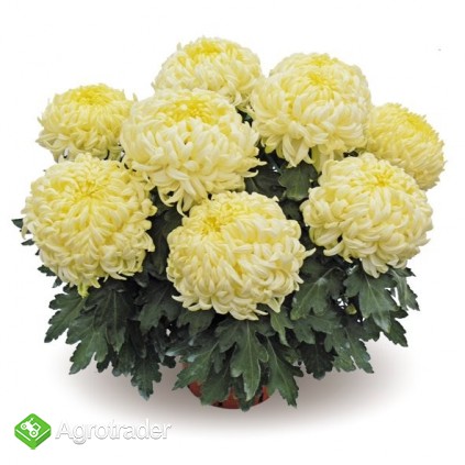 SPRZEDAM CHRYZANTEMY