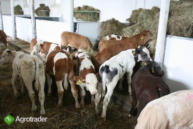 Cielęta Ras Mięsnych... - zdjęcie 3