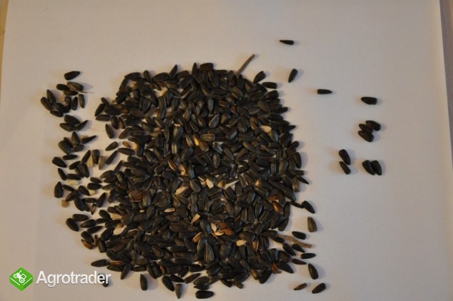 SPRZEDAM SŁONECZNIK CZARNY