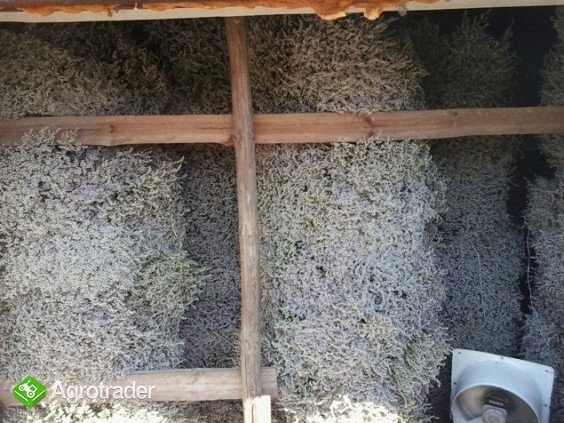 Zatrwian Tatarski - zdjęcie 2