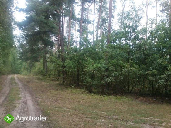 Do sprzedaży Las sosnowy 6,45ha gm. Drużbice