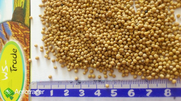 Sprzedam gorczycę białą