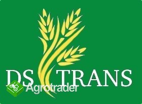 Pszenica paszowa skup