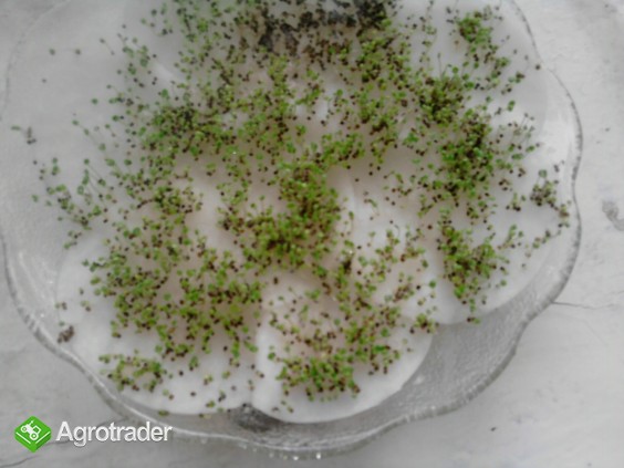 Nasiona Melisy Sprzedam Zbiór 2014