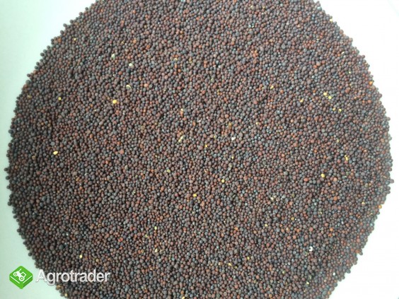 Sprzedam Gorczyca Czarna. NAJTANIEJ