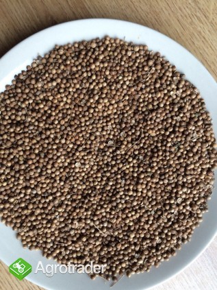 Kolendra, gorczyca, soja, len do sprzedania! - zdjęcie 2