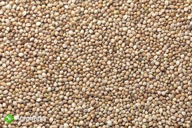 sprzedam konopie paszowe