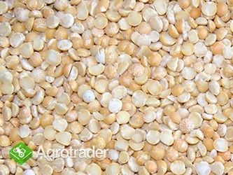 groch łupany sprzedam 