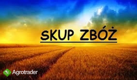 SKUP ZBOŻA**