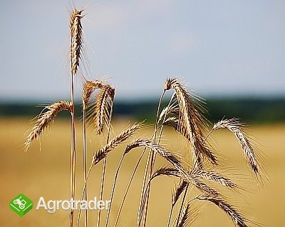.KUPIĘ Zboża paszowe.