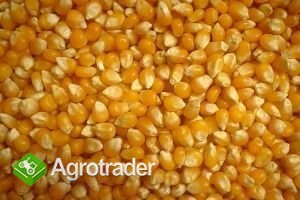 Kupię kukurydze, dobra cena