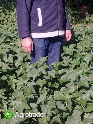 Sadzonki porzeczki Tisel - zdjęcie 2